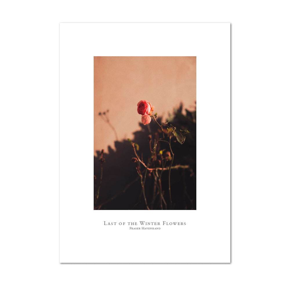 Picture of Last of the Winter Flowers | Large Print