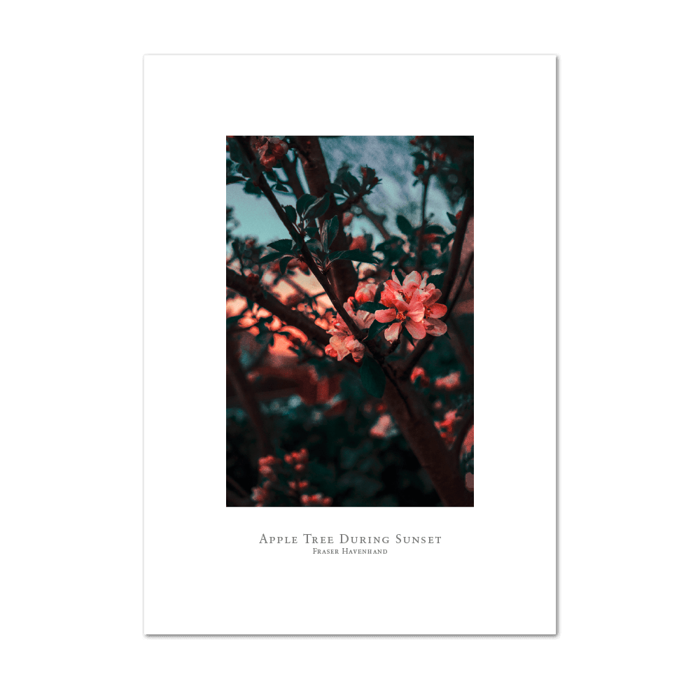 Picture of Apple Tree during Sunset | Small Print