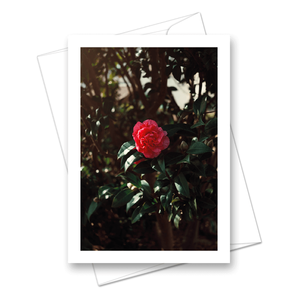 Picture of Spring Flower | Card