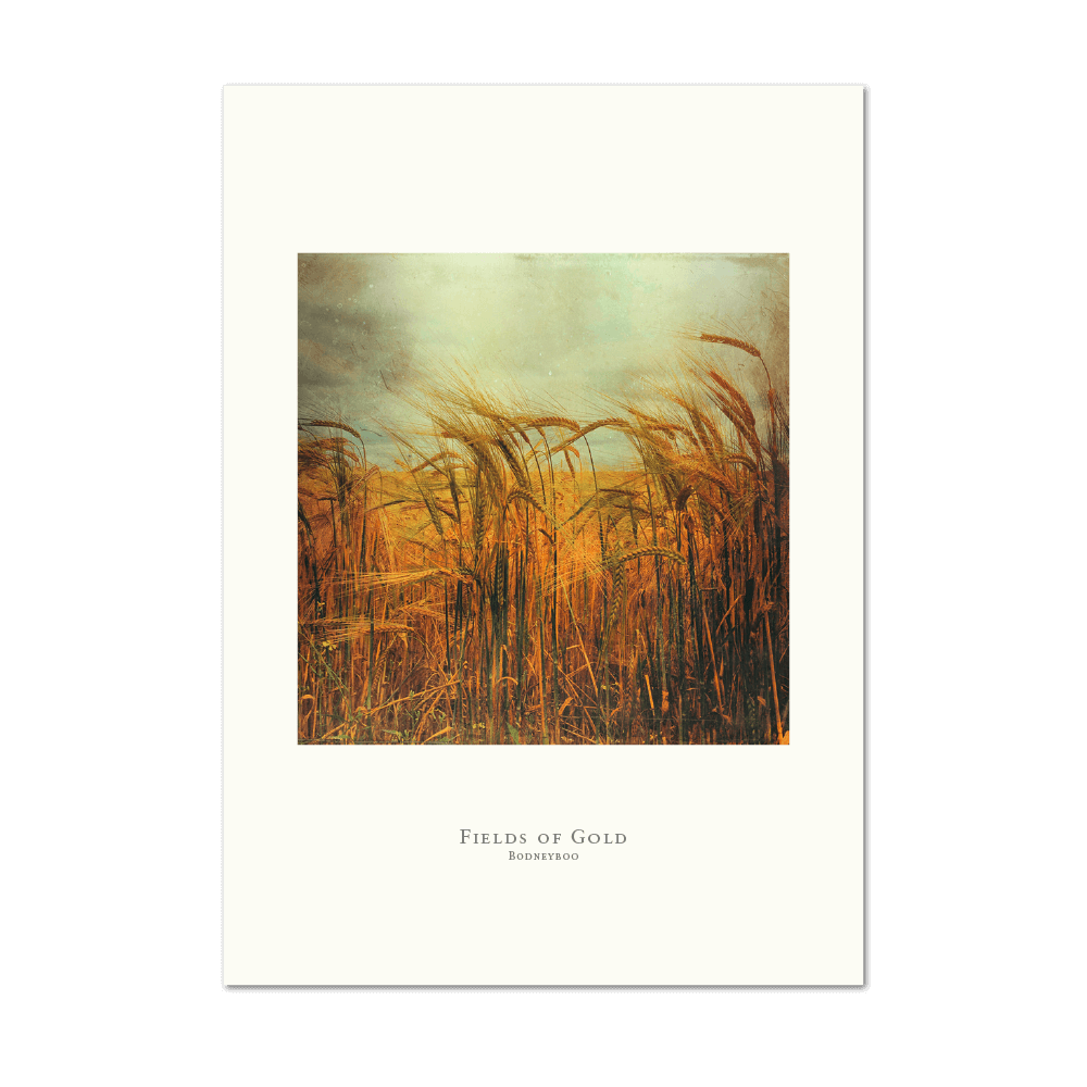 Picture of Fields of Gold | Large Print