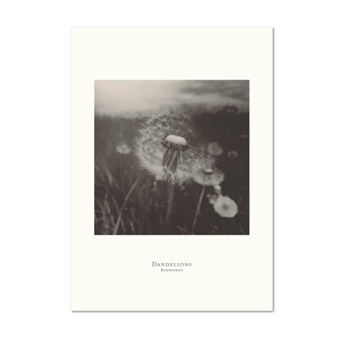 Picture of Dandelions | Small Print