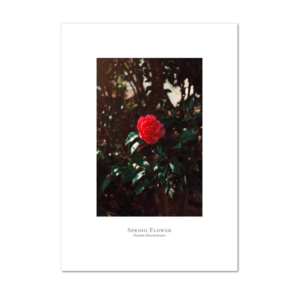 Picture of Spring Flower | Large Print