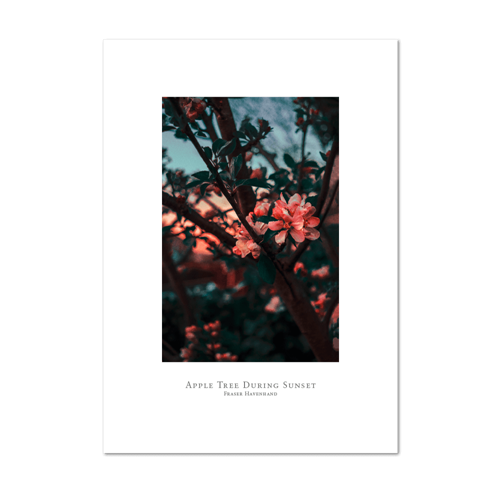 Picture of Apple Tree during Sunset | Small Print
