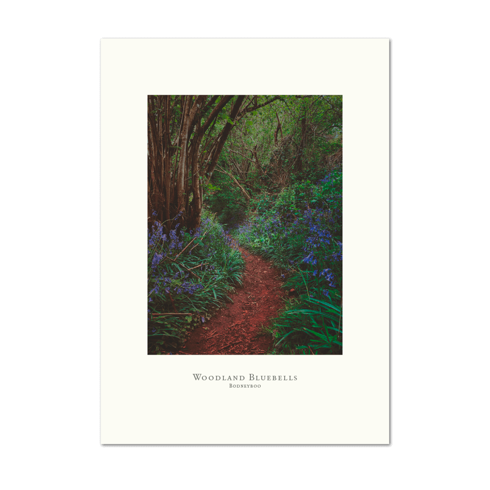 Picture of Woodland bluebells | Large Print
