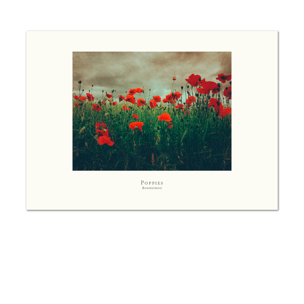 Picture of Poppies | Small Print
