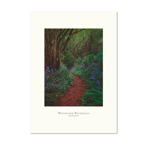 Picture of Woodland bluebells | Small Print