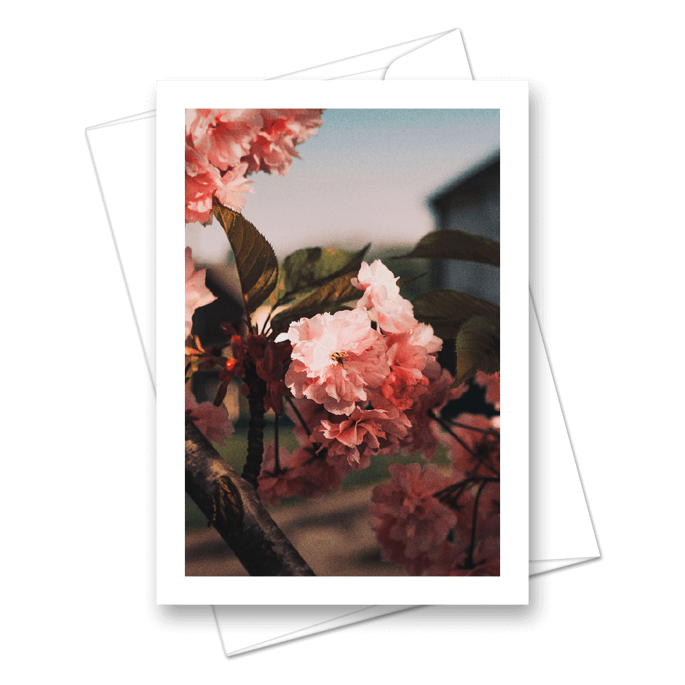 Picture of Morning Blossom | Card