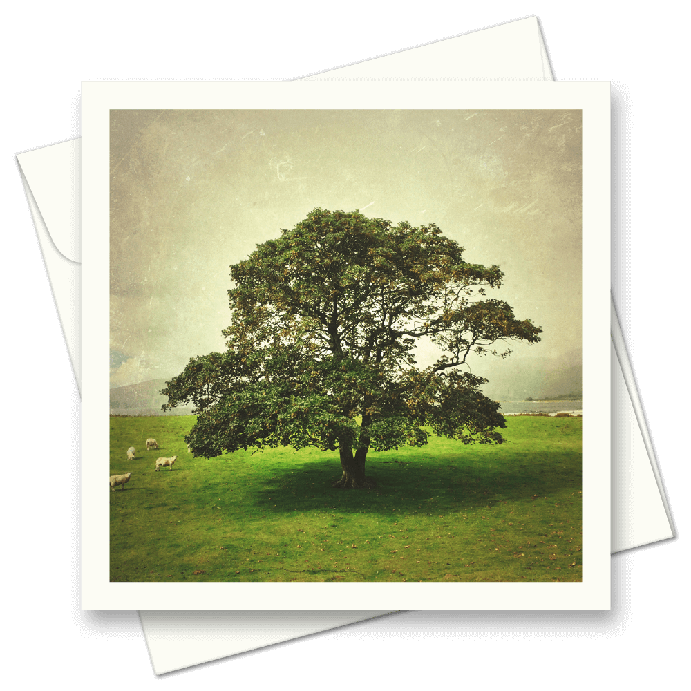 Picture of The Lonely Tree | Card