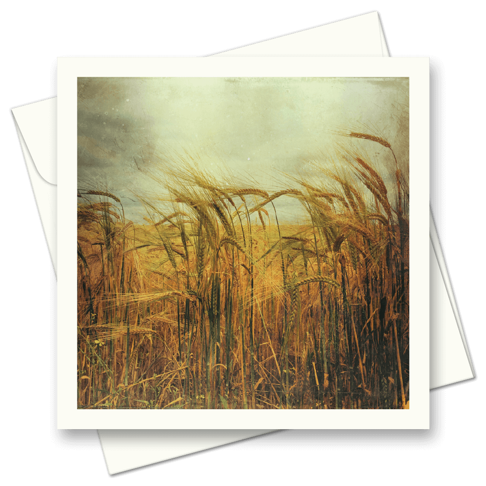 Picture of Fields of gold | Card