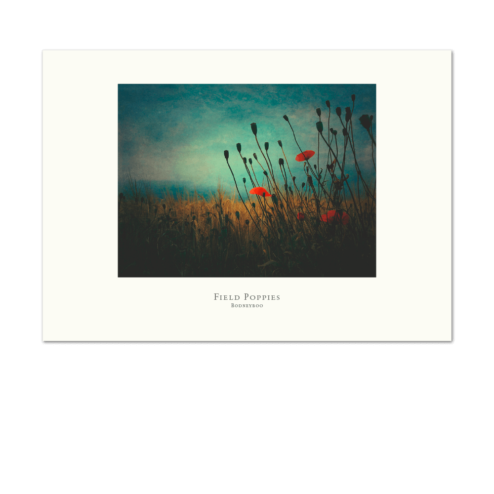 Picture of Field Poppies | Small Print
