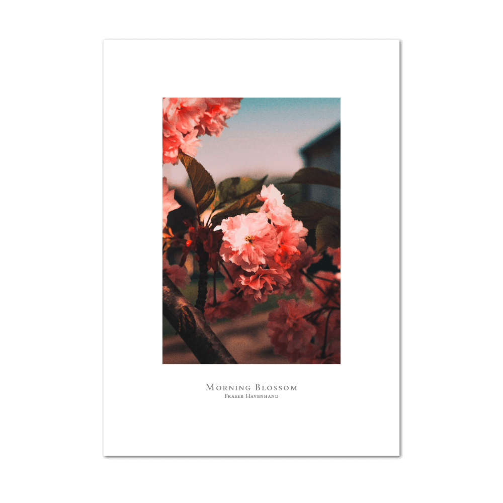Picture of Morning Blossom | Small Print