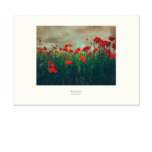 Picture of Poppies | Small Print