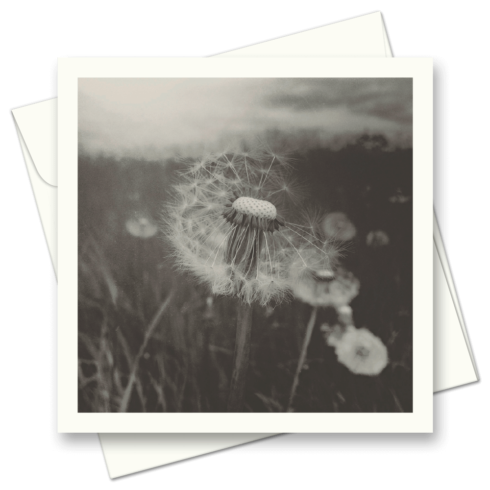 Picture of Dandelions | Card