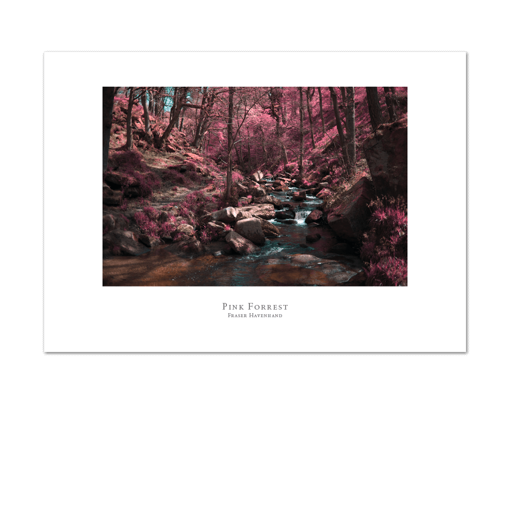 Picture of Pink Forrest | Large Print