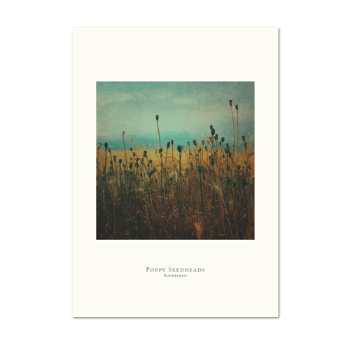 Picture of Poppy Seedheads | Small Print