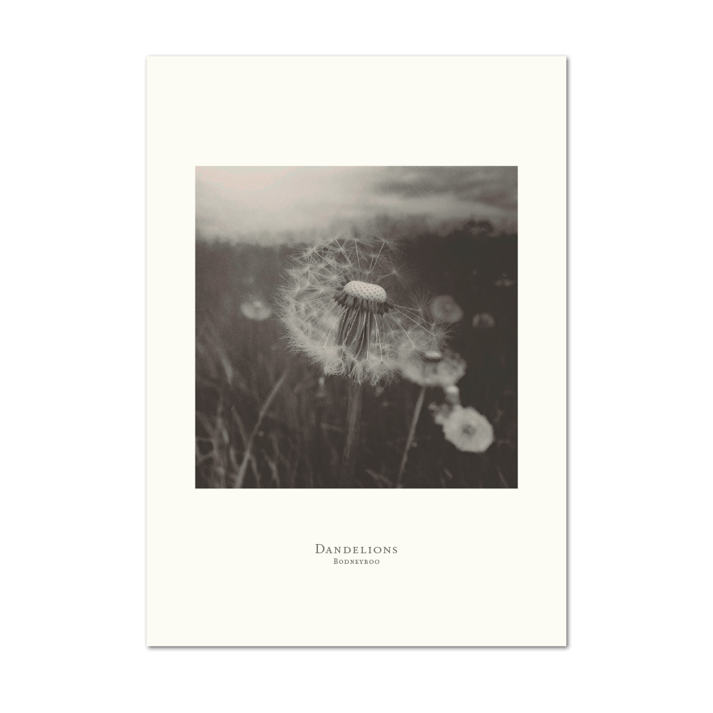 Picture of Dandelions | Large Print