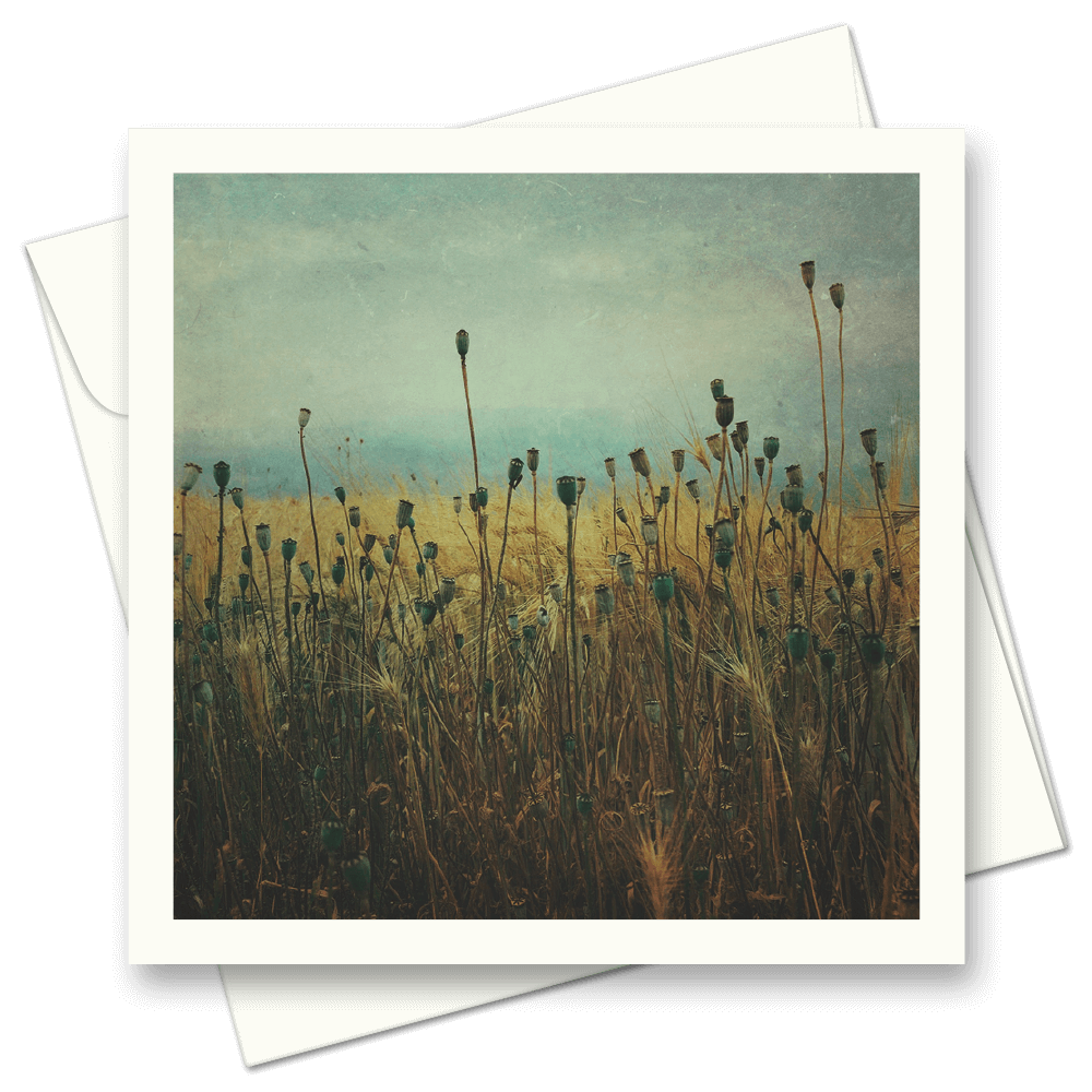 Picture of Poppy Seedheads | Card
