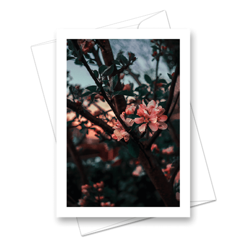 Picture of Apple Tree during Sunset | Card